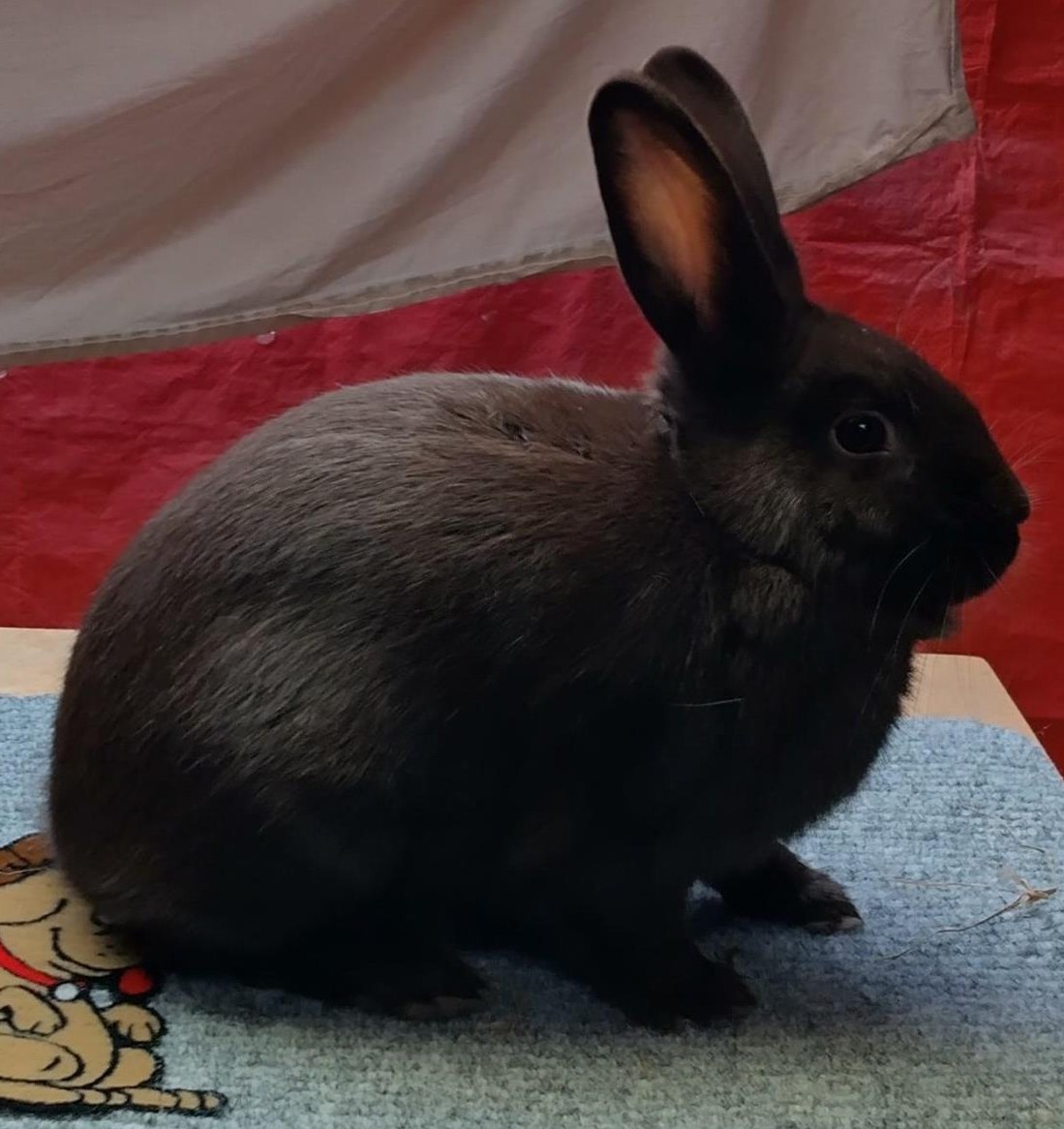 2-jährige Havanna Kaninchen Zippe zu verkaufen