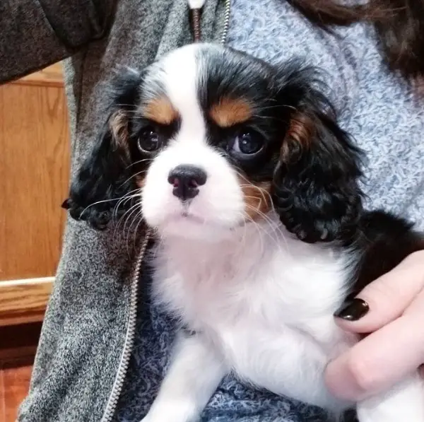 Cavalier King Charles Spaniel Welpen Blenheim & tricolor