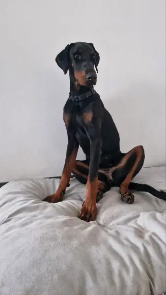 Dobermann Hündin