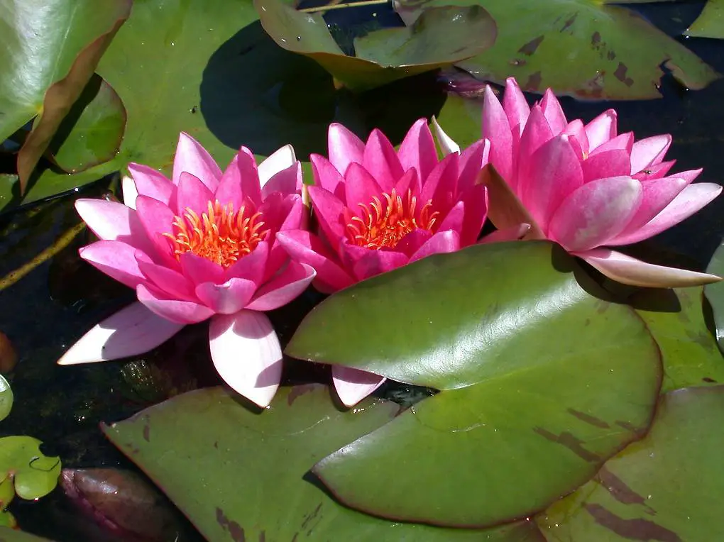 Seerose Teichpflanze Nymphaea "Maurice Laydeker"