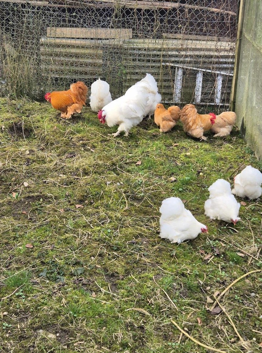 Zwerg Cochin / GSG Orpington zu verkaufen