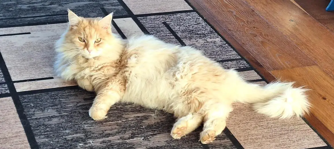 Wunderschöner Kater Norwegische Waldkatze Mogli