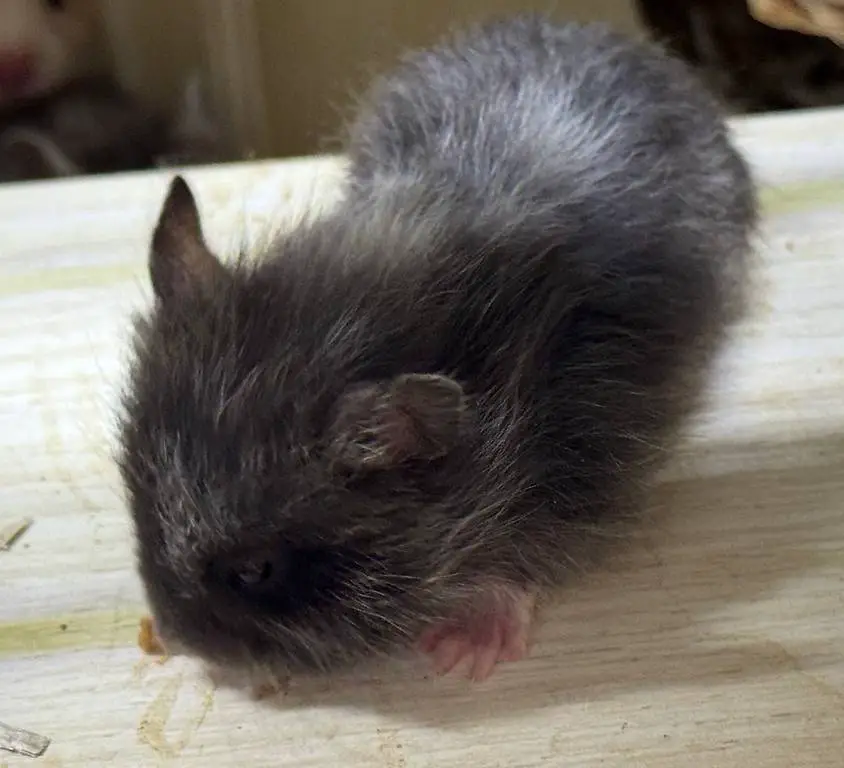 Teddyhamster Weibchen Schwarz Weiss meliert