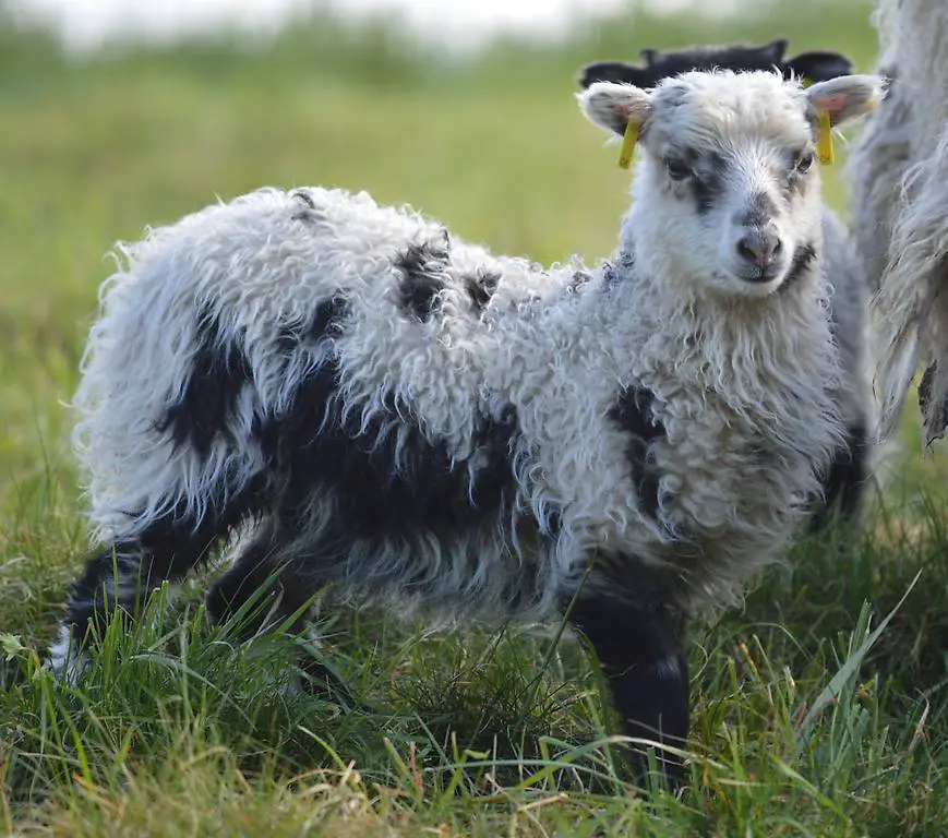 Skudden Auen mit Lämmer aus Hobbyzucht
