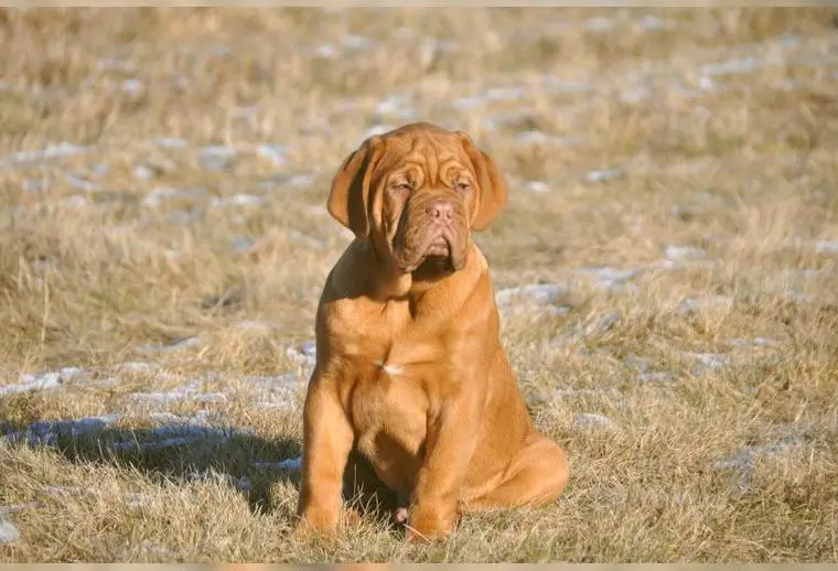 Bordeux doggen Welpe-Rude mit FCI Ahnentafel