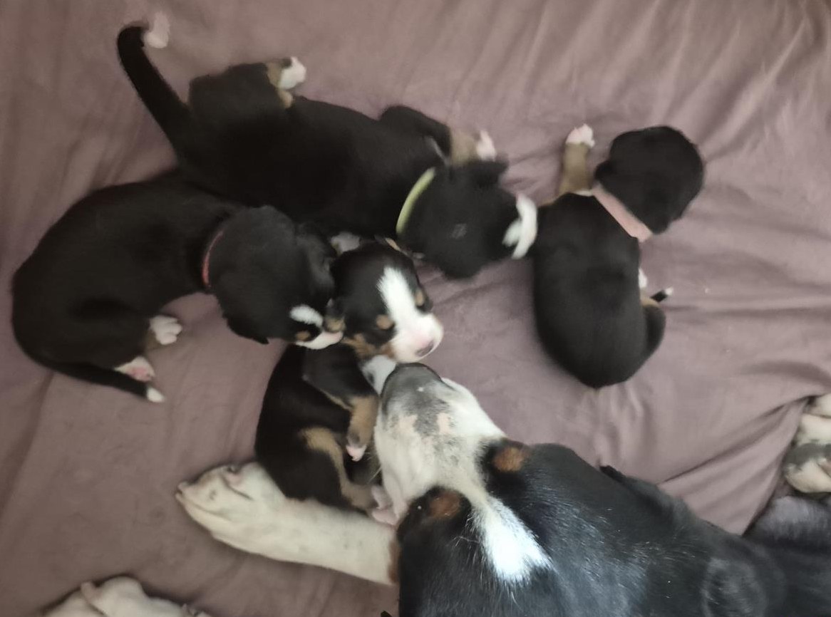 Grosse Schweizer Sennenhund Welpen