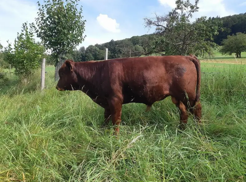 Dexter Stier, hornlos zu verkaufen