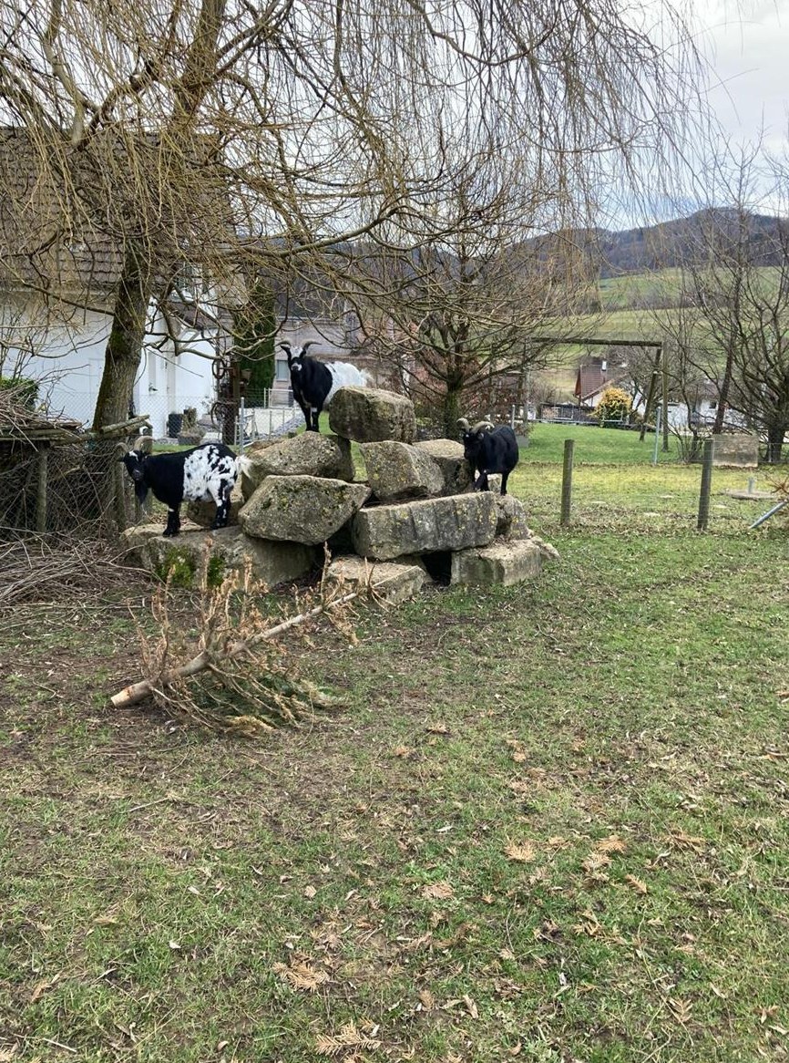 3 zutrauliche Ziegen abzugeben