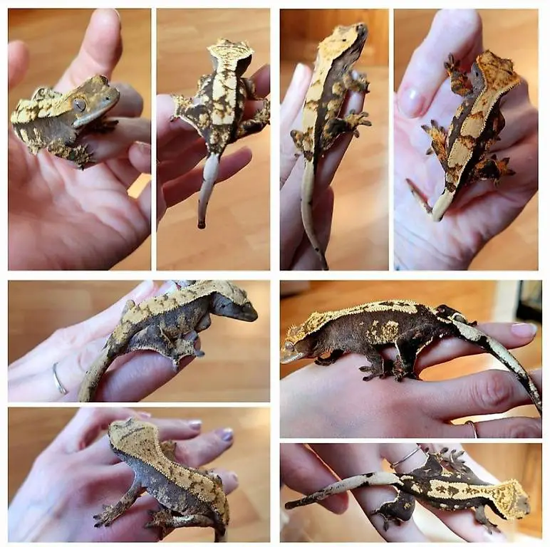 Kronengecko 0.0.6 Jungtiere Correlophus fürs Terrarium