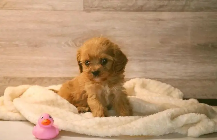 Cavapoo Welpen F1 (Cavalier, Pudel, Maltipoo, Cockerpoo, Toypudel)