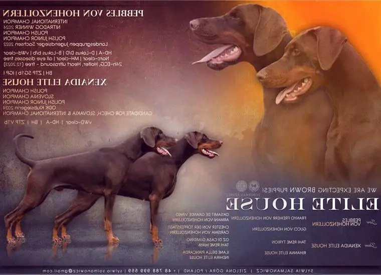 Braune Dobermannwelpen aus FCI Zucht