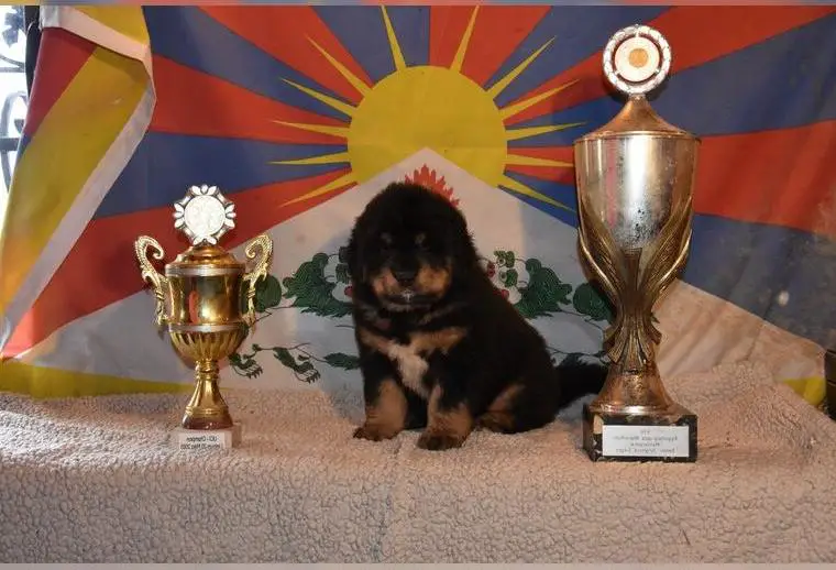 Do-khyi Tibet Dogge Welpen