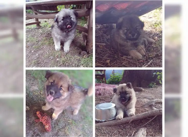 4 Eurasier Welpen suchen ihr Zuhause