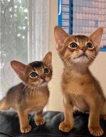 Abessinier Kätzchen suchen ein Zuhause