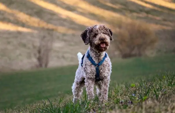 Fynn, ein Lagotto Romagnolo Rüde sucht ein Zuhause