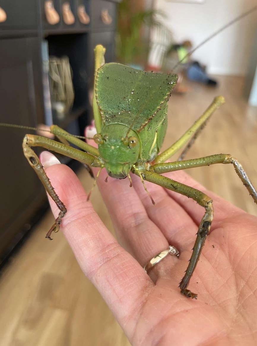 Nachzucht Siliquofera Grandis / Papua Riesenblattschrecke abzugeben