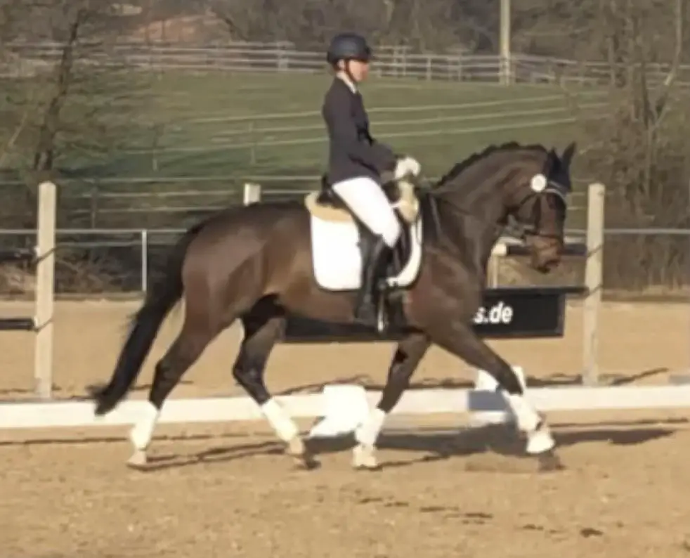 Wallach Schleifsammler zu verkaufen