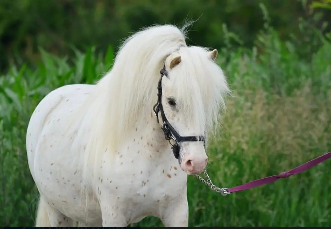 Reitbeteiligung gesucht für Pony Wallach in Merenschwand AG