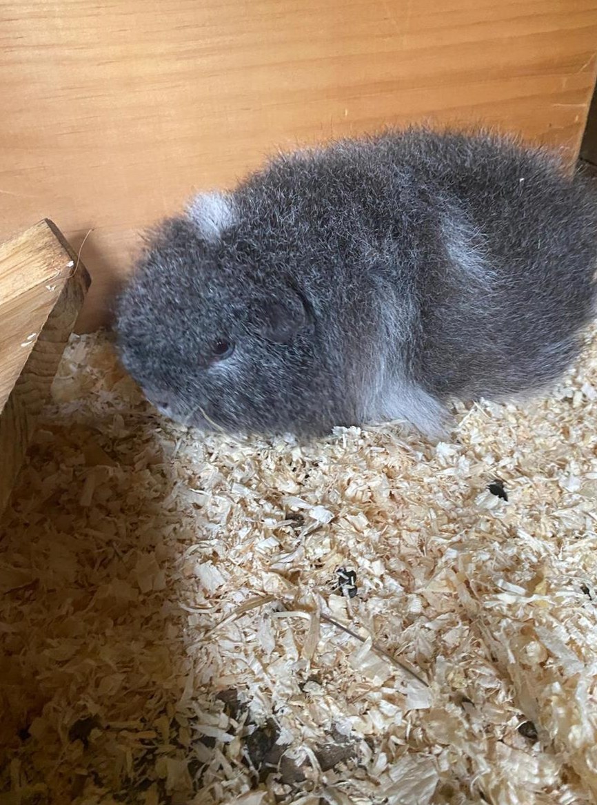 CH-Teddy Meerschweinchen sucht neues Zuhause