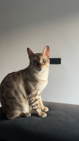 Bengalkater sucht ein neues liebevolles Zuhause