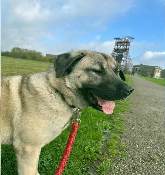 Wunderschöne Kangal-Hündin sucht ein liebevolles Zuhause auf einem Bauernhof