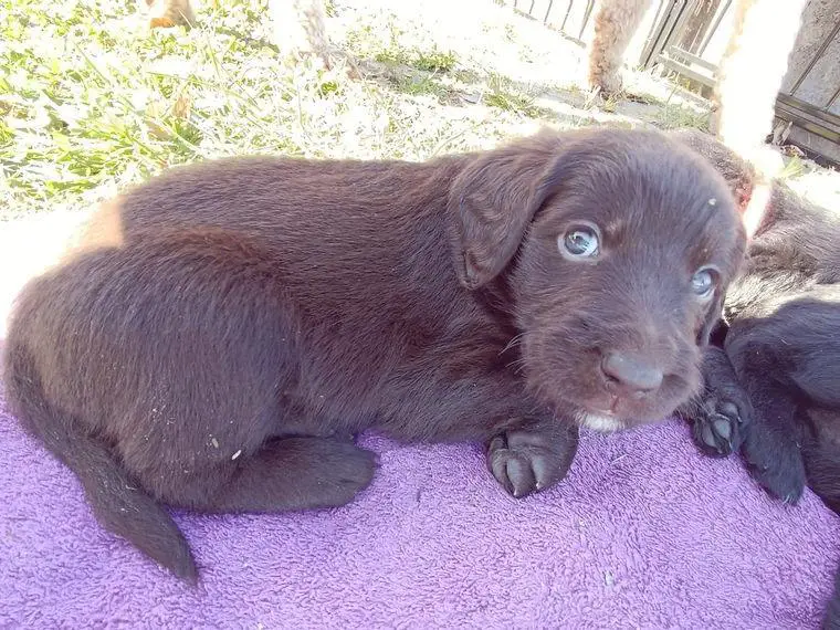 F1 Labradoodle Welpen in schwarz und braun abgabebereit