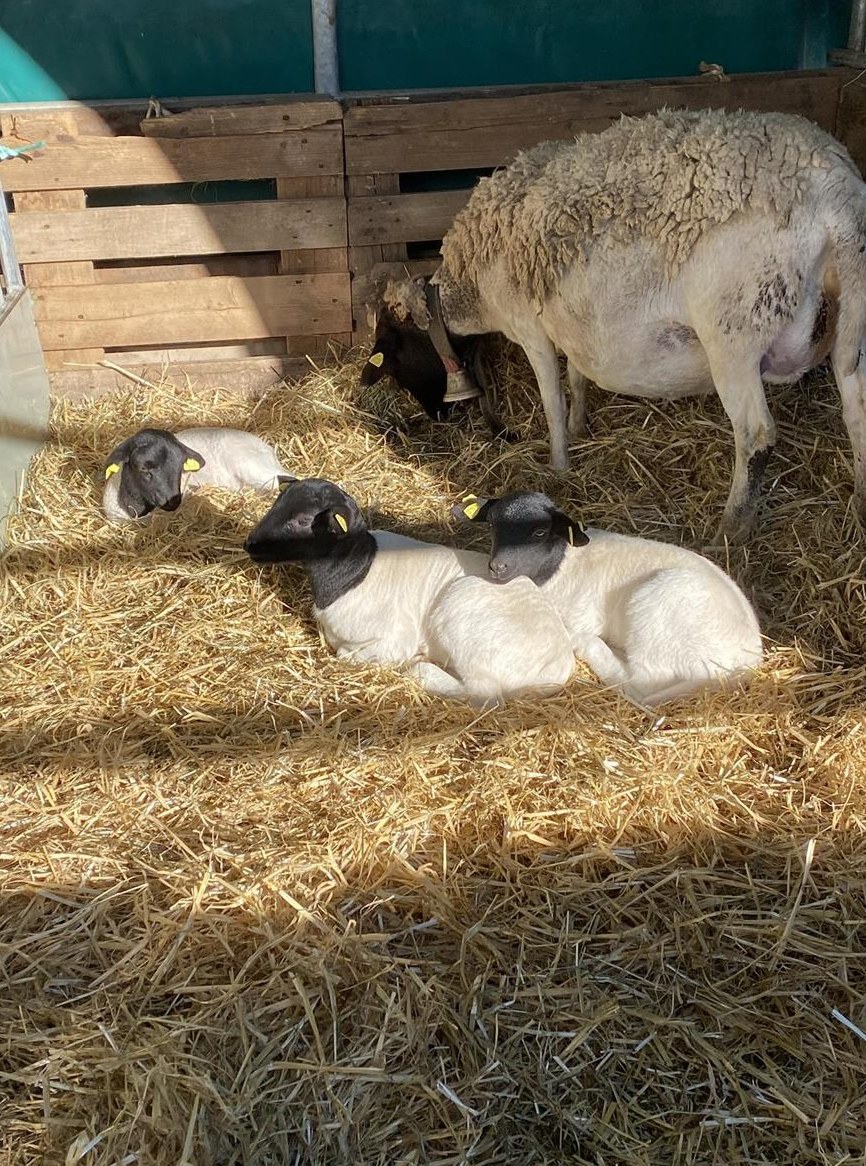 Dorper Schafe, Aueli und Böckli zu verkaufen