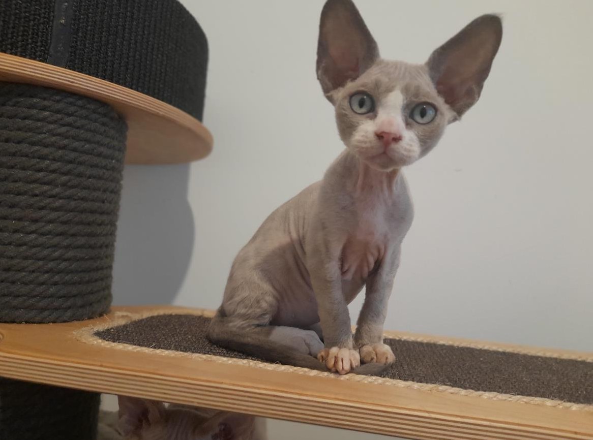Devon Rex Katerchen mit blauen Augen ??