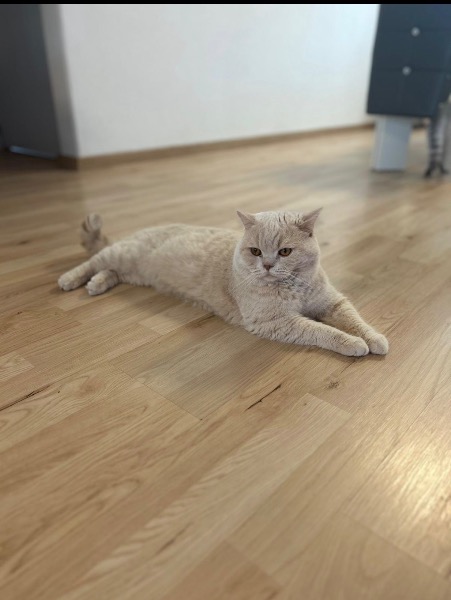 Reinrassiger BKH-Deckkater in seltener Creme-Farbe