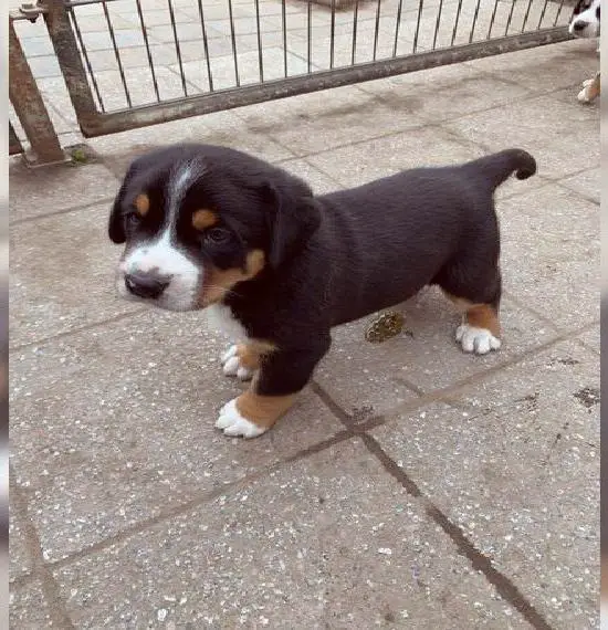 Grosser Schweizer Sennenhund Welpen