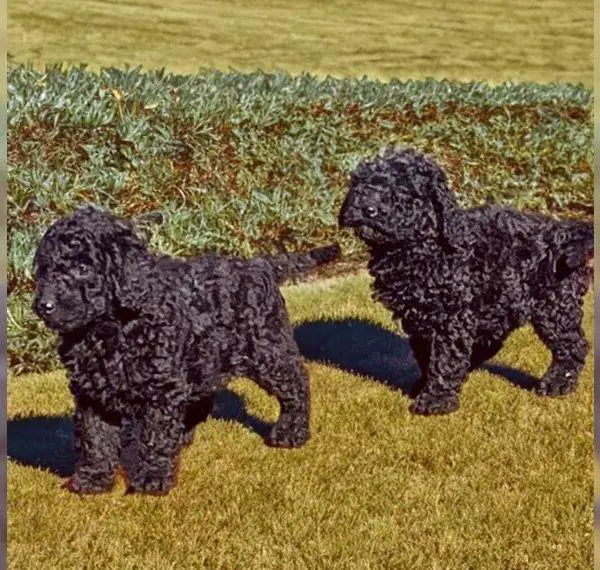 Intervarietypudel Mittelpudel kleine Grosspudel grosse Kleinpudel