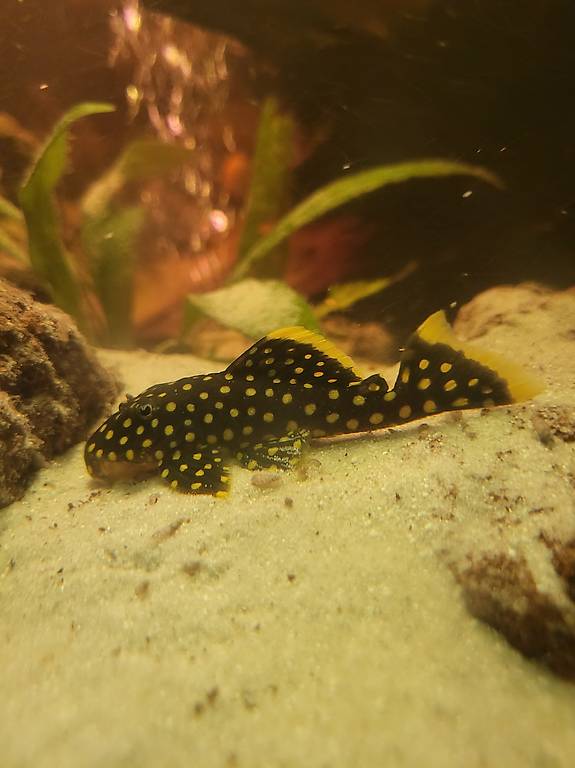 L18 Golden Nugget Wels (ca 8cm)