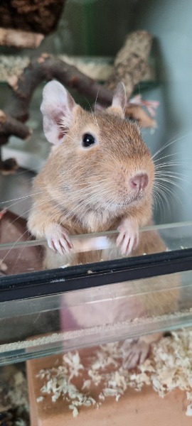 Männlicher Degu sucht dringend einen Spielkameraden