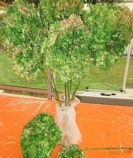 7er SET- getrocknete HORTENSIEN BALLEN