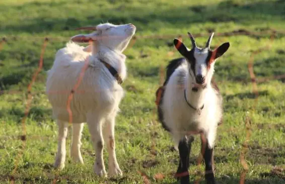 Milchziegenherde BDE/WDE wegen Betriebsaufgabe zu verkaufen