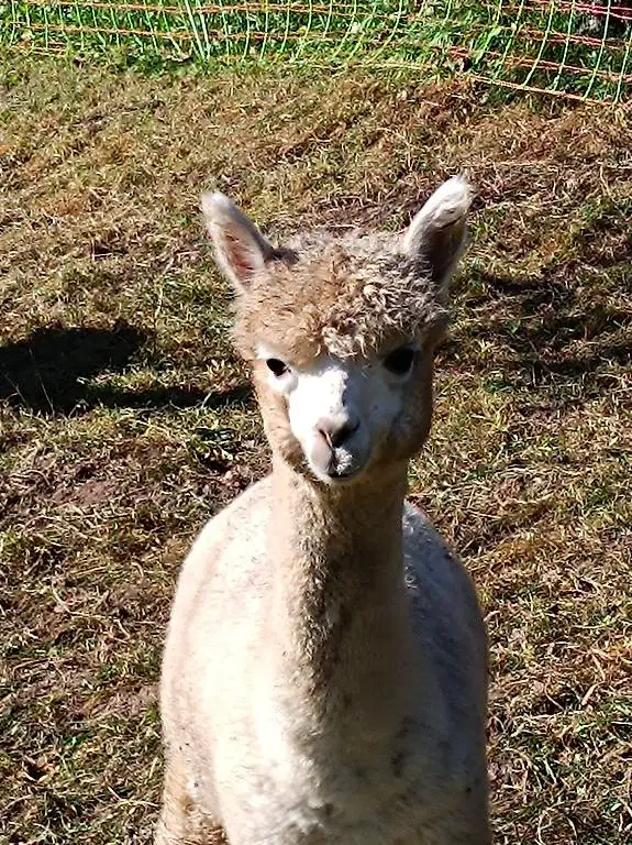 Alpaka Jungstute Naila darf in neue Herde ziehen
