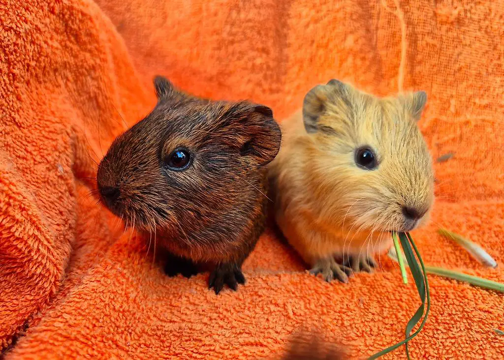 Junge Meerschweinchen zum abgeben