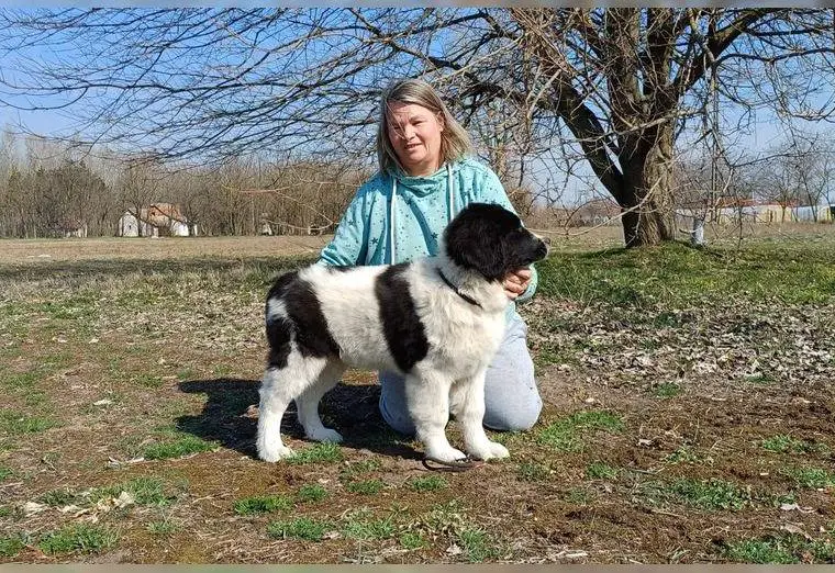 FRANZI (Landseerwelpe) mit FCI Papiere suchen neuen Wirkungskreis