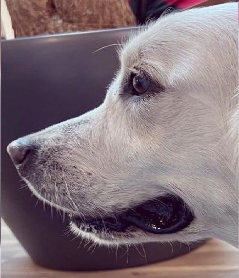 Golden Retriever Showlinie m. P.