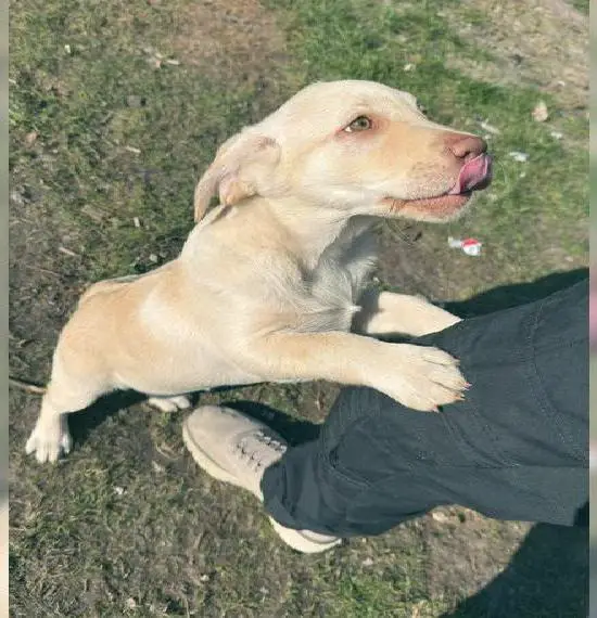 Labrador Welpen, ab sofort abgabebereit