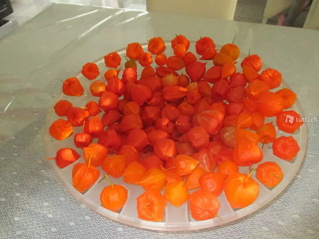 glasschale - mit 50 lampionblumenosten