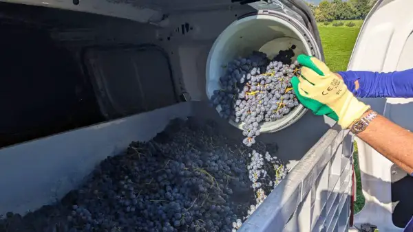 Rebberg in Augst zu vermieten für 1 Jahr 450 Flaschen Ertrag