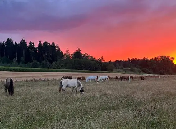 Offenstall Plätze mit Weidegang in Gossau ZH