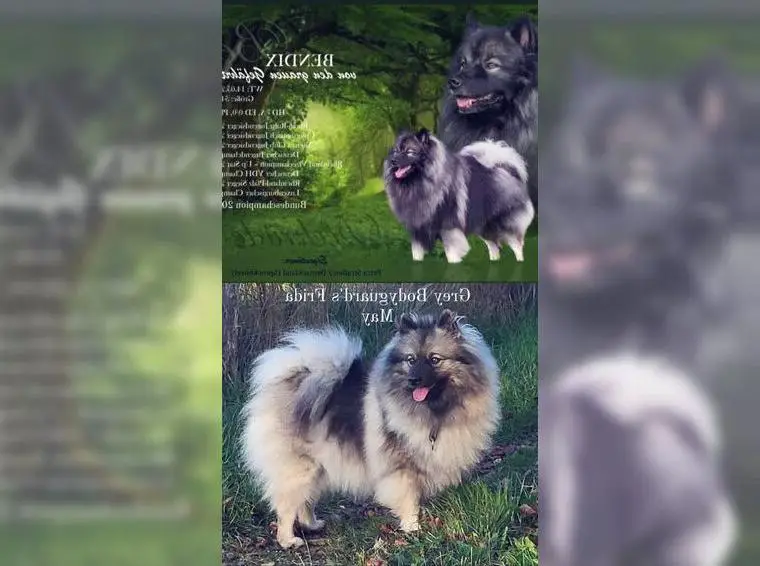 Wolfsspitzwelpen mit Papieren - VDH und FCI zertifiziert