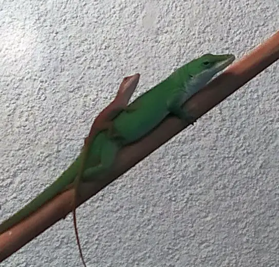 Junge Rotkehlanolis (Anolis carolinensis) abzugeben