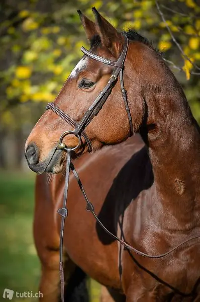 Zuverlässige Reitbeteiligung nach Cham (ZG) gesucht