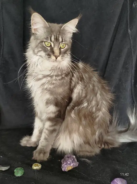 Reinrassige Main Coon Kätzin mit Stammbaum sucht Zuhause