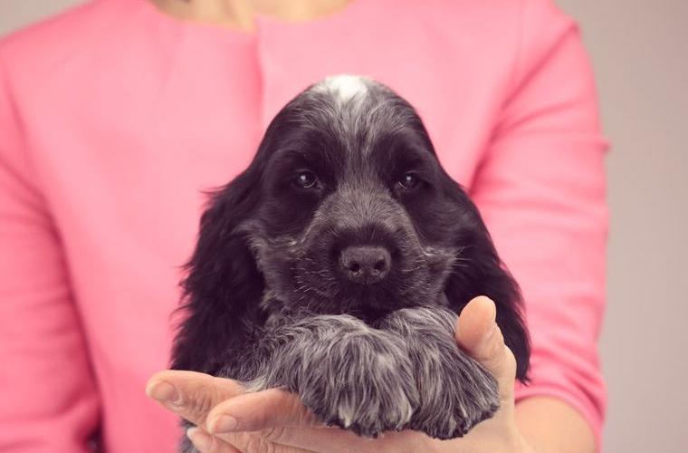 Blauschimmel Englisch Cocker Spaniel Rüden mit Stammbaum
