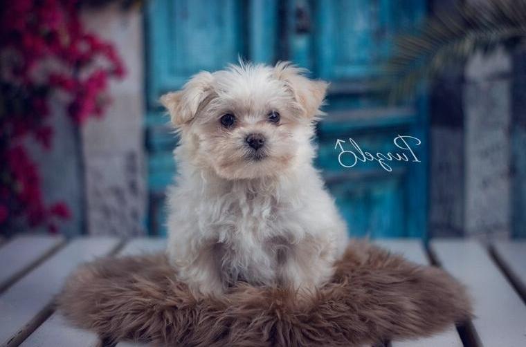 Zuckersüsse Bolonka Zwetna Welpen