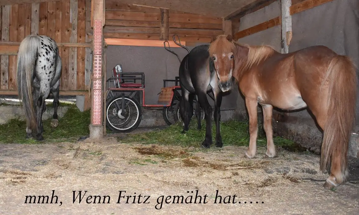 Kali, ca 17-jährige Maultier Stute sucht neues Zuhause